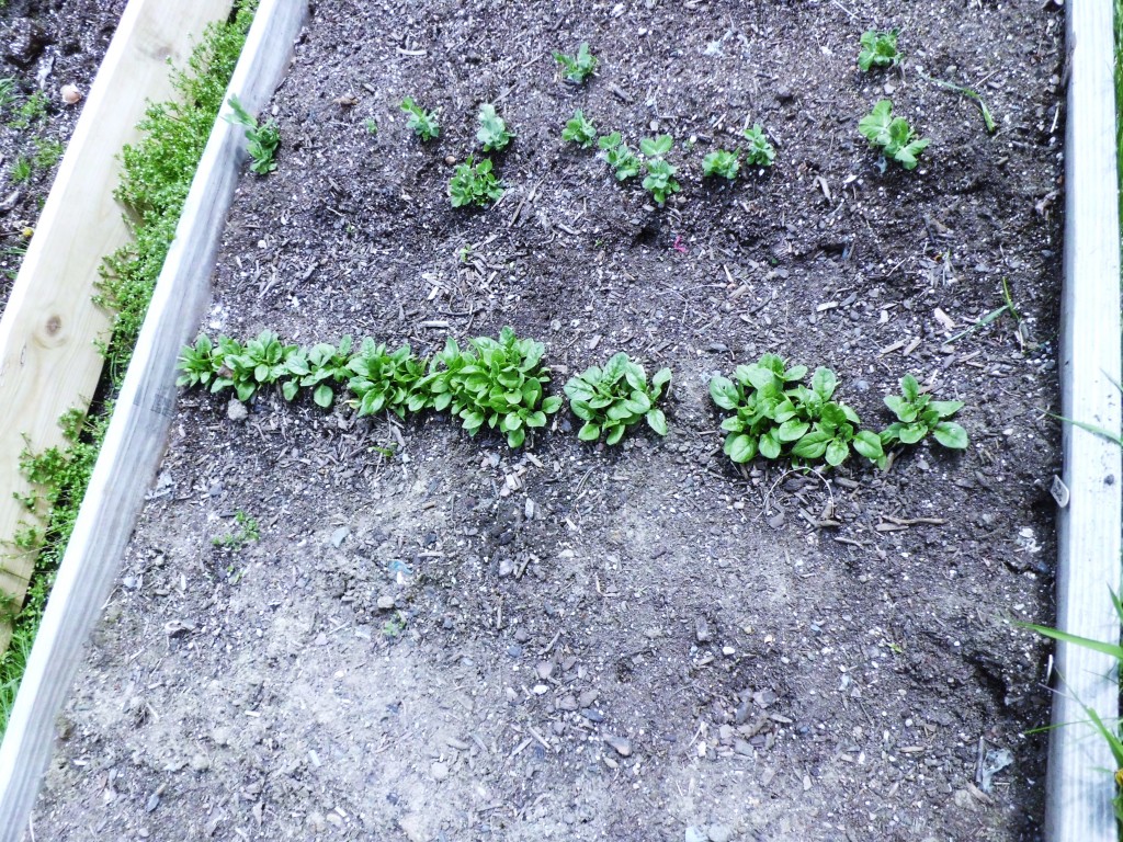 Spinach that was planted nearly one month ago