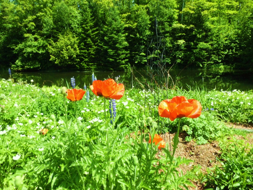 Poppies