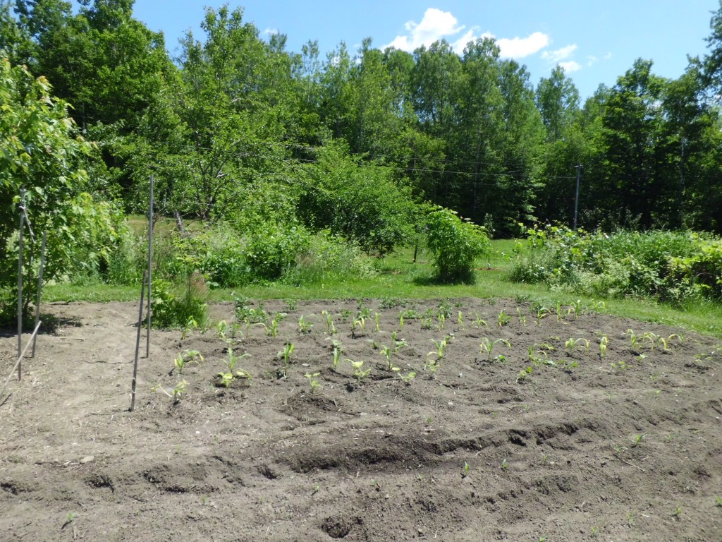 Corn and Potatoes