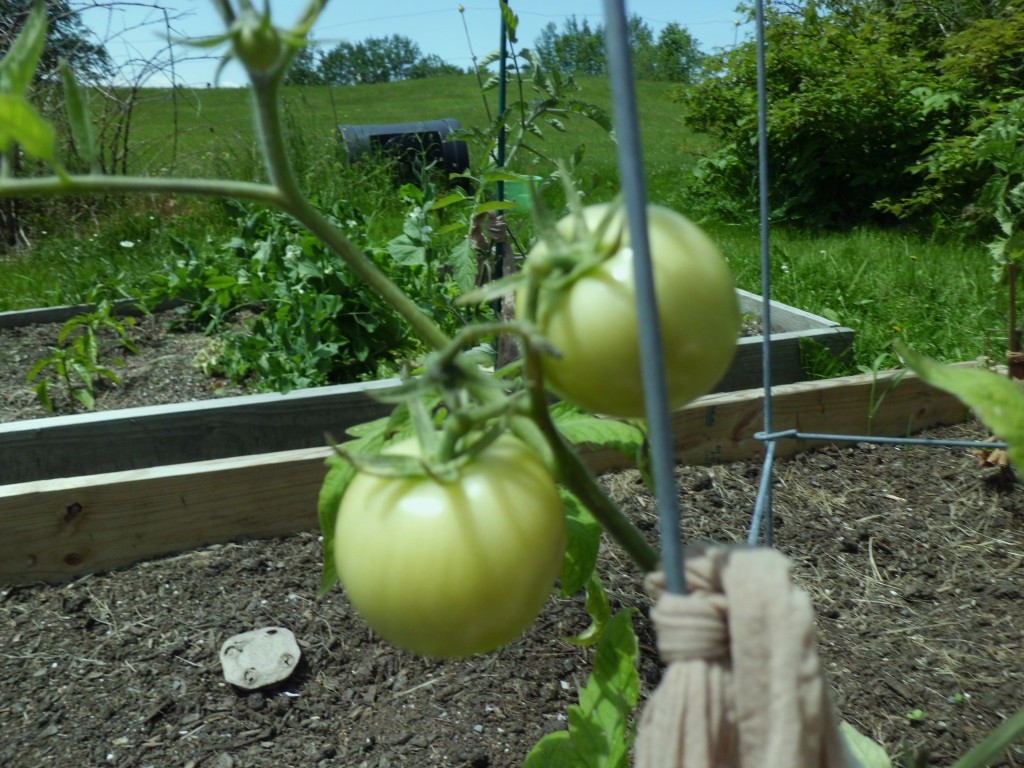 Tomatoes the size of golf balls