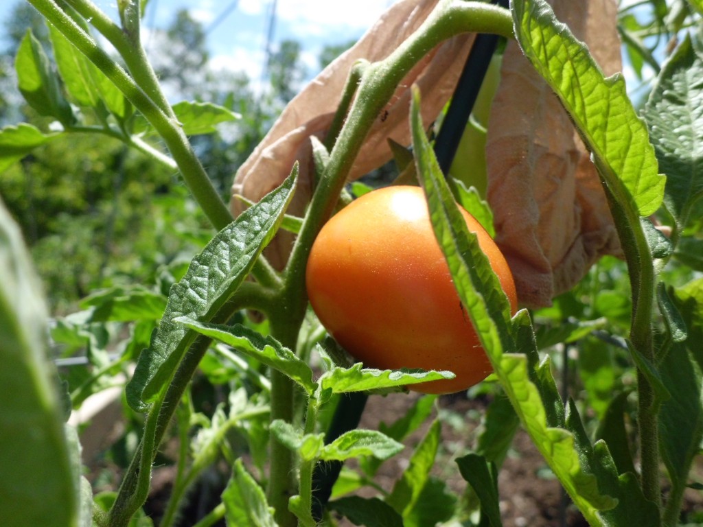 First ripening tomato