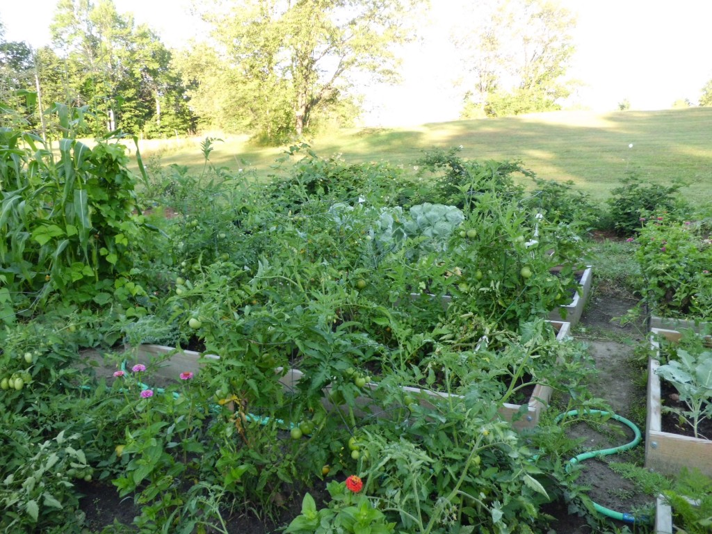 Lettuce, Zinnias, Broccoli, Brussel Sprouts, Tomatoes, Corn, Beans and Squash.