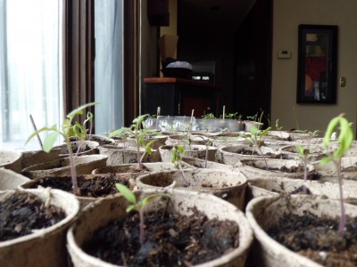 Seedlings at three weeks.