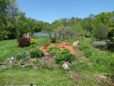 Pond Garden rehabilitated