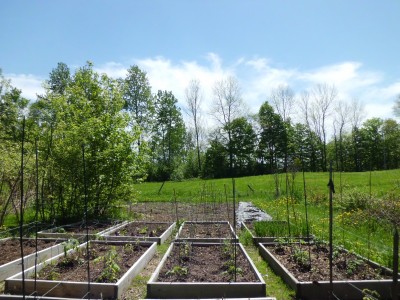 Raised beds in the vegetable garden